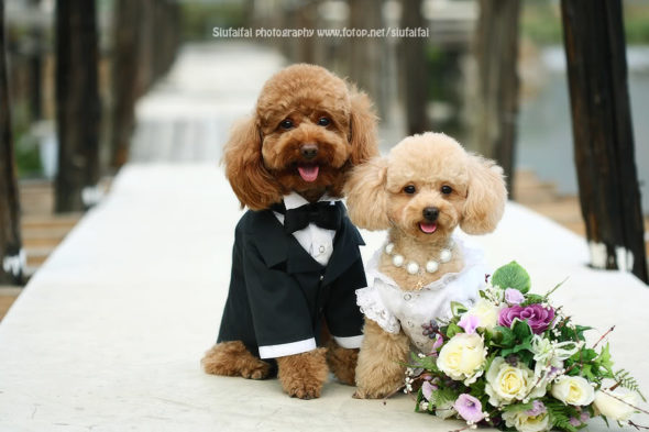 dogs_wedding